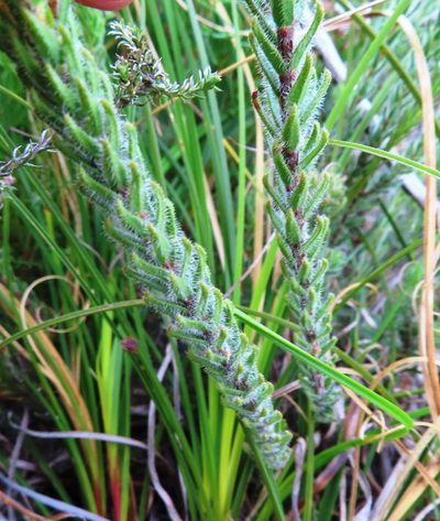 Agathosma serpyllacea, photographed by linkie