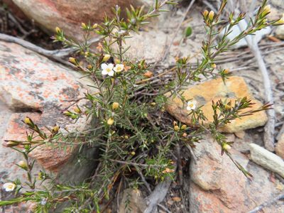 Lachnaea filicaulis, photographed by linkie