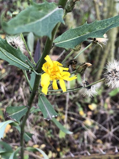 Hieracium laevigatum, photographed by mister_bumble