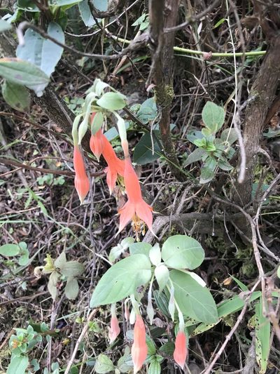 Fuchsia tunariensis, photographed by Jake Armstrong