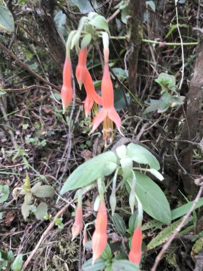 Fuchsia tunariensis, photographed by Jake Armstrong