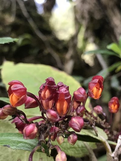 Cyrtochilum rhodoneurum, photographed by Jake Armstrong