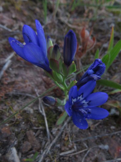 Codonorhiza elandsmontana, photographed by Jeremy Gilmore