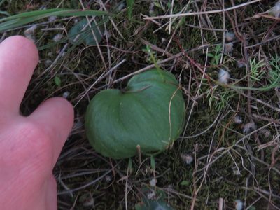 Eriospermum capense, photographed by Jeremy Gilmore