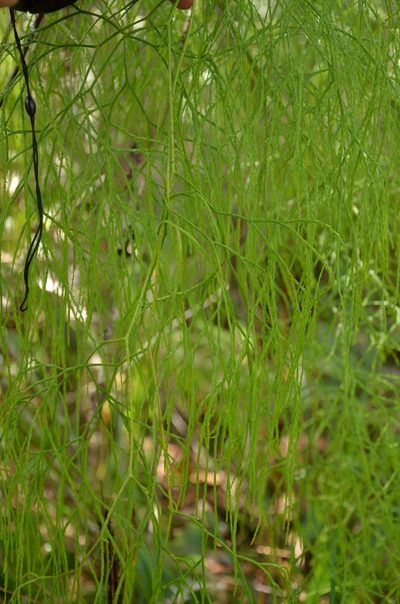 Lycopodiastrum casuarinoides, photographed by Eugene Popov