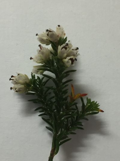 Erica diosmifolia, photographed by Tony Rebelo
