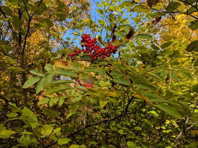 Sorbus decora, photographed by Tyler Smith