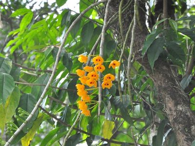 Dendrobium chrysanthum, photographed by Subhadra Devi