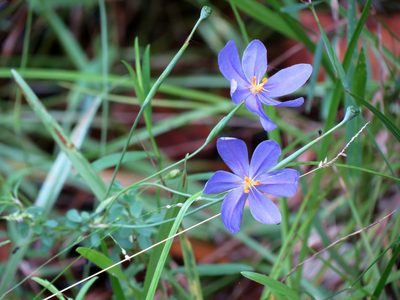 Nemastylis floridana