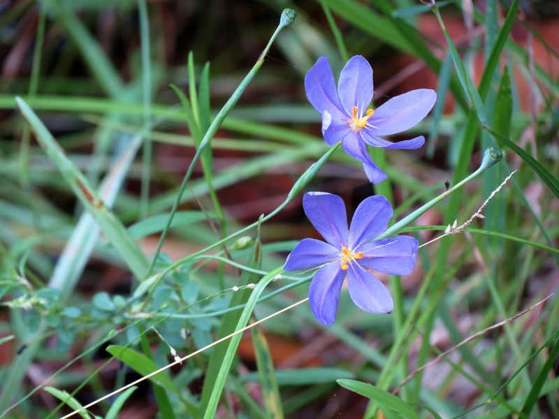 Nemastylis floridana, photographed by Katja Schulz