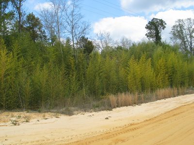 Phyllostachys aurea, photographed by Curtis Hansen