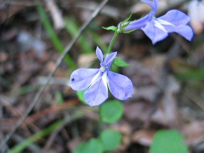 Lobelia georgiana, photographed by Curtis Hansen