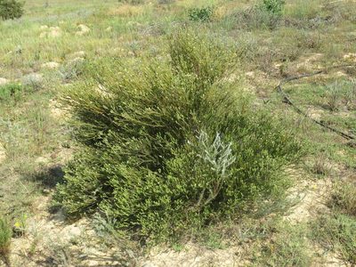 Phylica cephalantha, photographed by Jeremy Gilmore