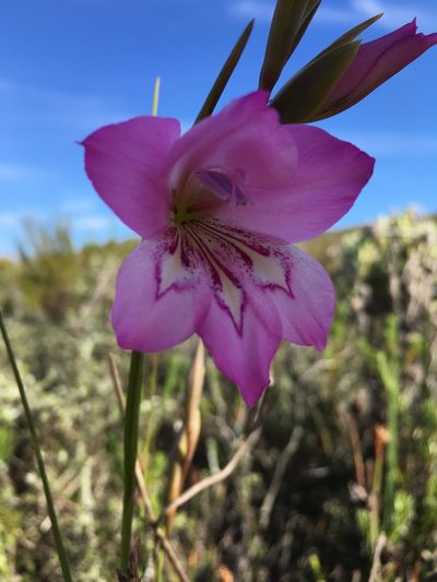 Gladiolus ornatus, photographed by Caroline Voget