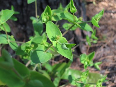 Euphorbia floridana, photographed by Curtis Hansen