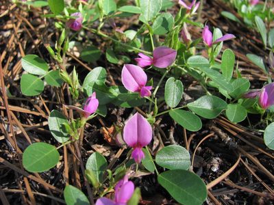 Galactia microphylla, photographed by Curtis Hansen