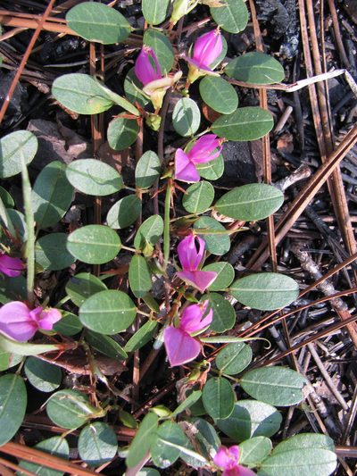 Galactia microphylla, photographed by Curtis Hansen