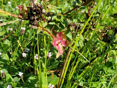 Ludwigia bonariensis, photographed by Tyler Bishop
