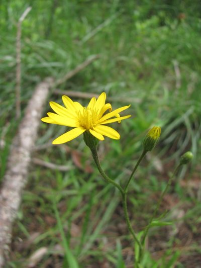 Pityopsis oligantha, photographed by Curtis Hansen