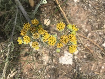 Hymenopappus flavescens, photographed by Northcut