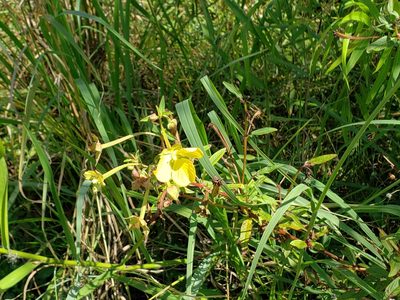 Ludwigia bonariensis, photographed by Tyler Bishop