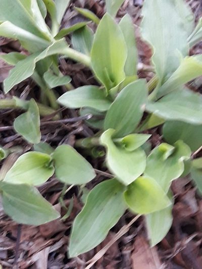 Tradescantia brevifolia, photographed by José Gerardo Velasco