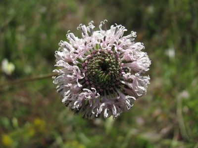 Marshallia graminifolia, photographed by Curtis Hansen