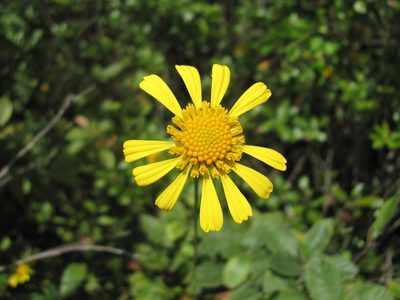 Balduina uniflora, photographed by Curtis Hansen