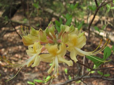 Rhododendron austrinum, photographed by Curtis Hansen