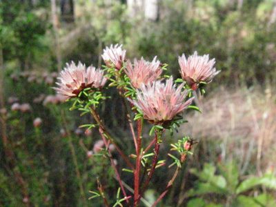 Dalea pinnata, photographed by Curtis Hansen