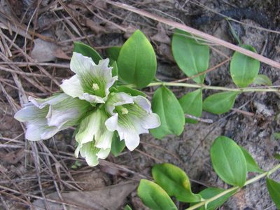 Gentiana villosa, photographed by Curtis Hansen