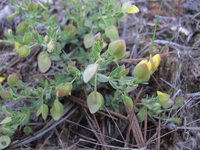 Hypericum suffruticosum, photographed by Curtis Hansen