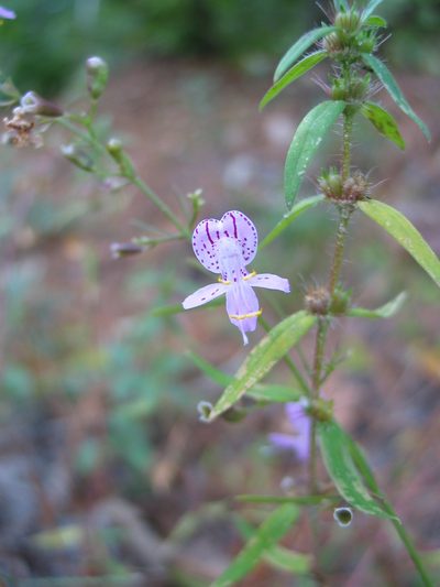 Dicerandra fumella, photographed by Curtis Hansen