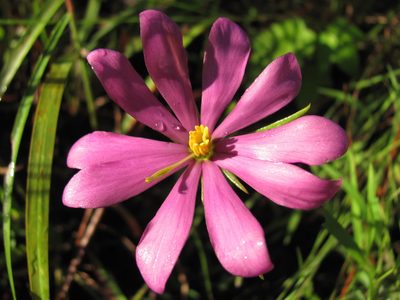 Sabatia gentianoides, photographed by Curtis Hansen