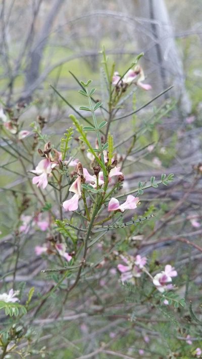 Indigofera adesmiifolia, photographed by Matthew Lincoln