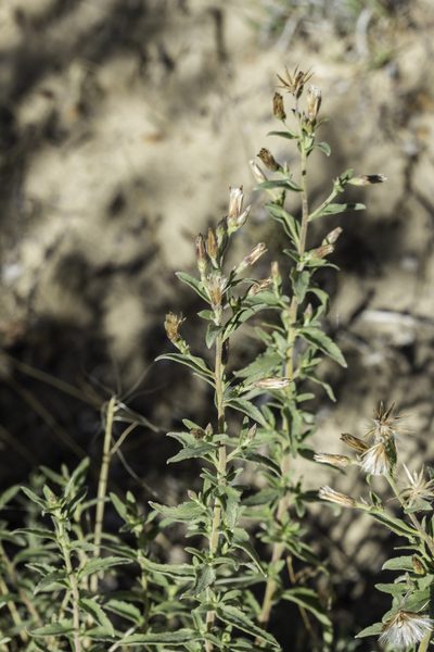 Brickellia brachyphylla, photographed by Craig Martin