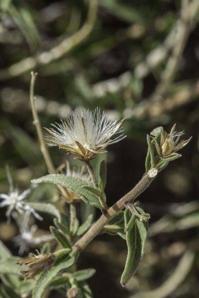 Brickellia brachyphylla, photographed by Craig Martin