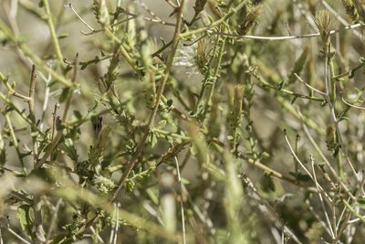 Brickellia microphylla, photographed by Craig Martin