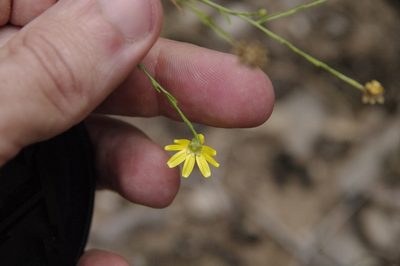 Amphiachyris amoena, photographed by Eric Knight