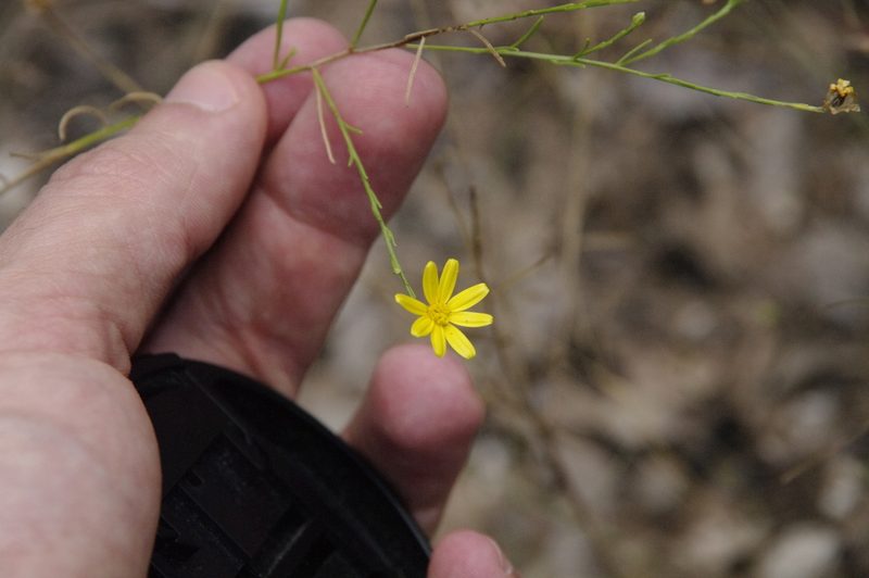 Amphiachyris amoena, photographed by Eric Knight