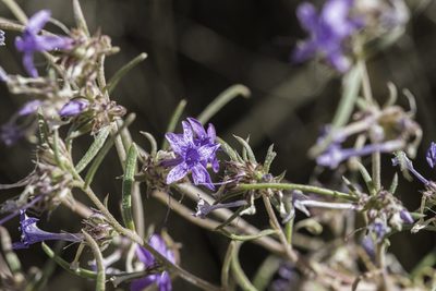 Ipomopsis multiflora, photographed by Craig Martin