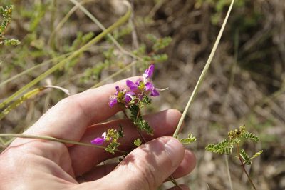 Dalea frutescens, photographed by Eric Knight
