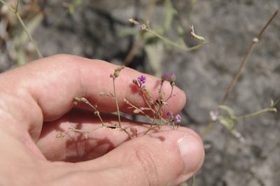 Boerhavia linearifolia, photographed by Eric Knight
