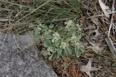 Croton lindheimerianus, photographed by Eric Knight