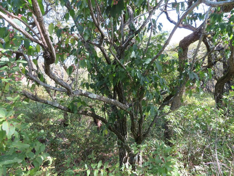 Euonymus hamiltonianus, photographed by Marco Mussita