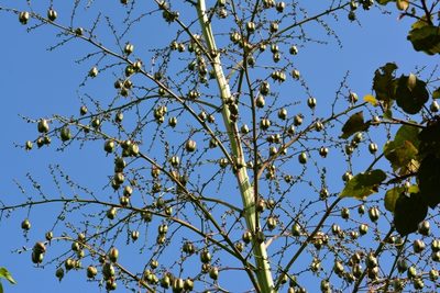 Furcraea guatemalensis, photographed by Neptalí Ramírez Marcial