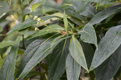 Desmanthodium perfoliatum, photographed by Neptalí Ramírez Marcial