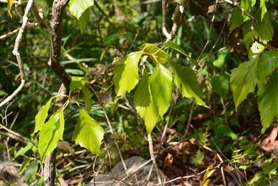 Pittocaulon velatum, photographed by Neptalí Ramírez Marcial