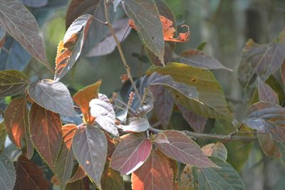 Acalypha chiapensis, photographed by Neptalí Ramírez Marcial