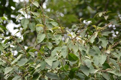 Croton xalapensis, photographed by Neptalí Ramírez Marcial